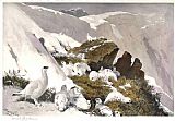Ptarmigan on Snow Slip by Archibald Thorburn